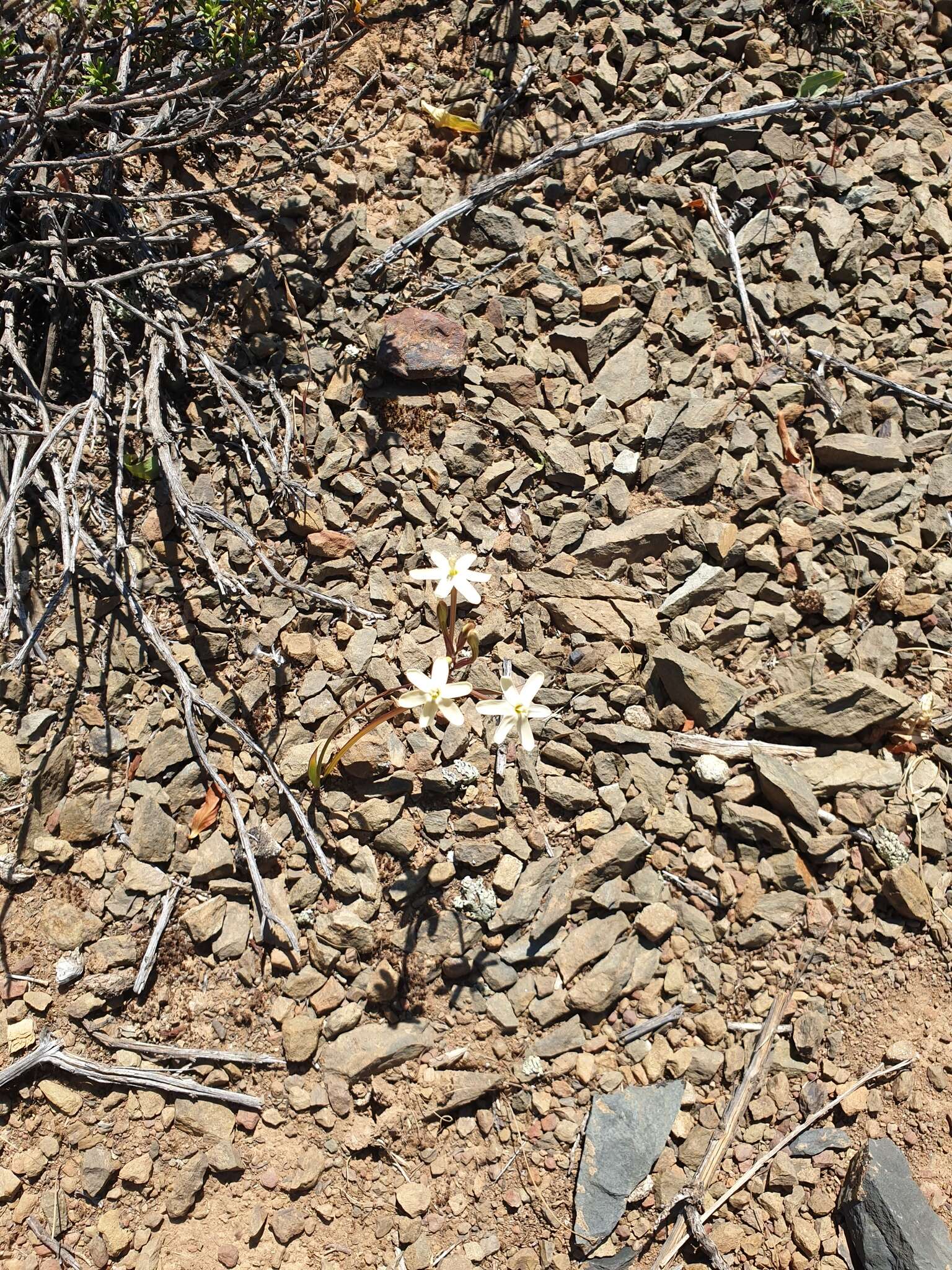 Image of Ixia paucifolia G. J. Lewis