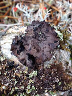 Image of navel lichen