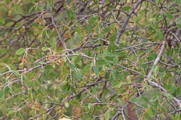 Image of Amelanchier utahensis var. utahensis