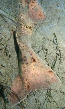 Image of Pacific Angel Shark