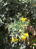 Image of Genista microphylla DC.