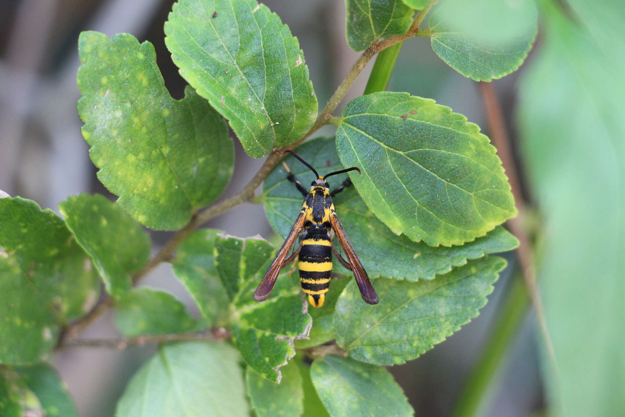 Image of Nokona pilamicola