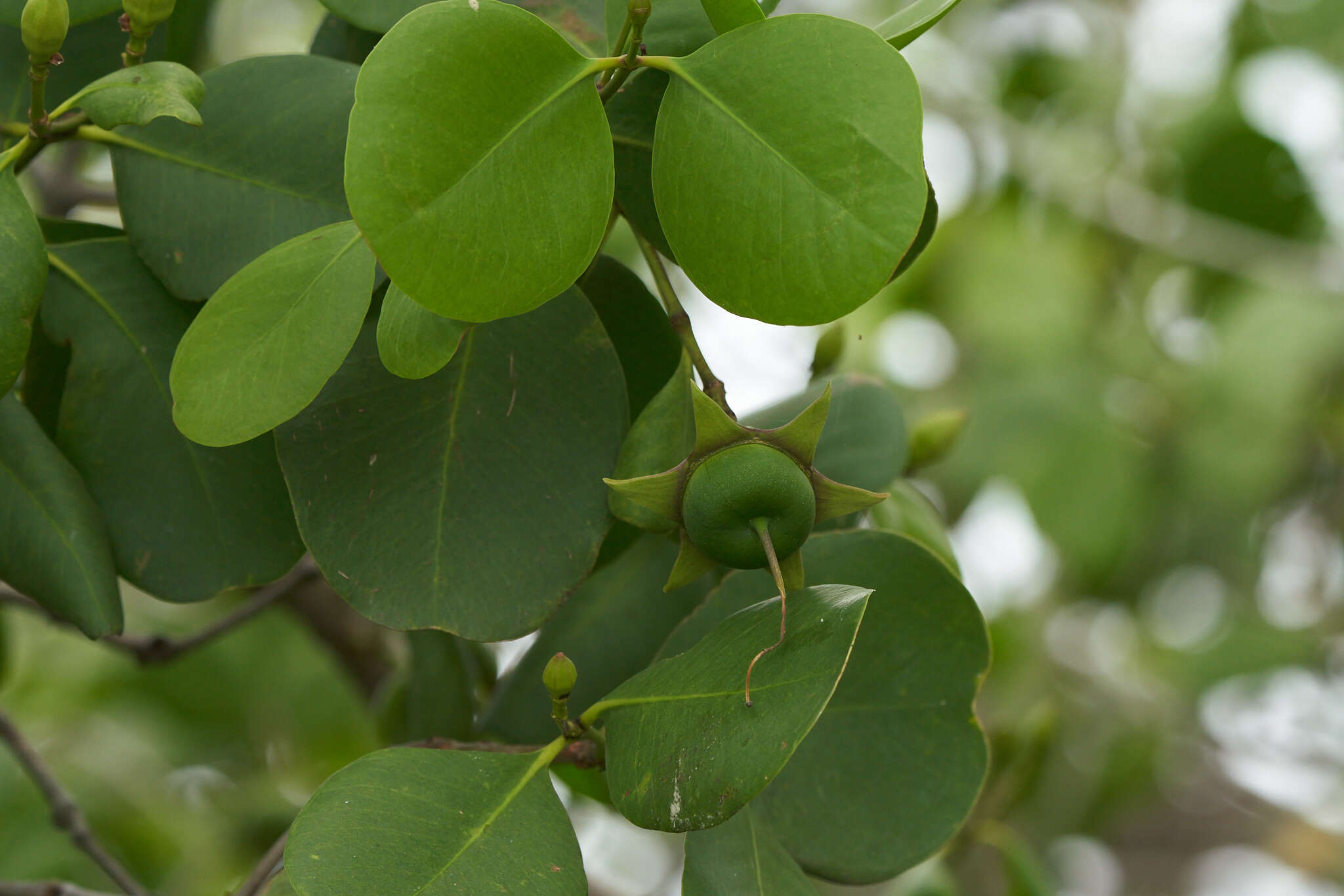 Image of Mangrove apple