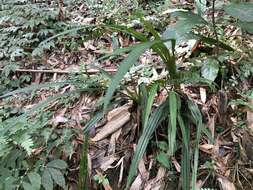 Image of Calanthe davidii Franch.