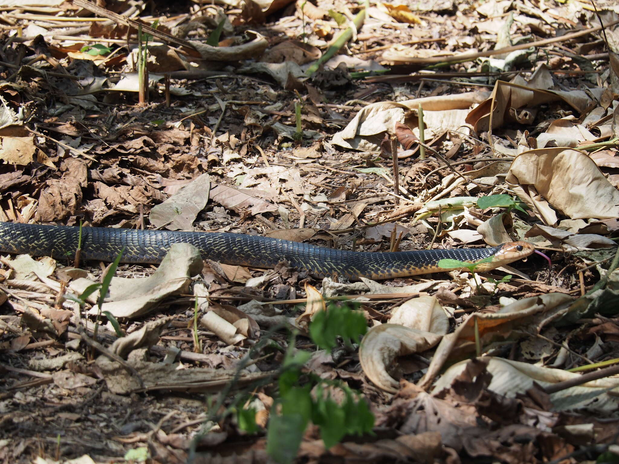 Image of Amazon False Fer-de-lance