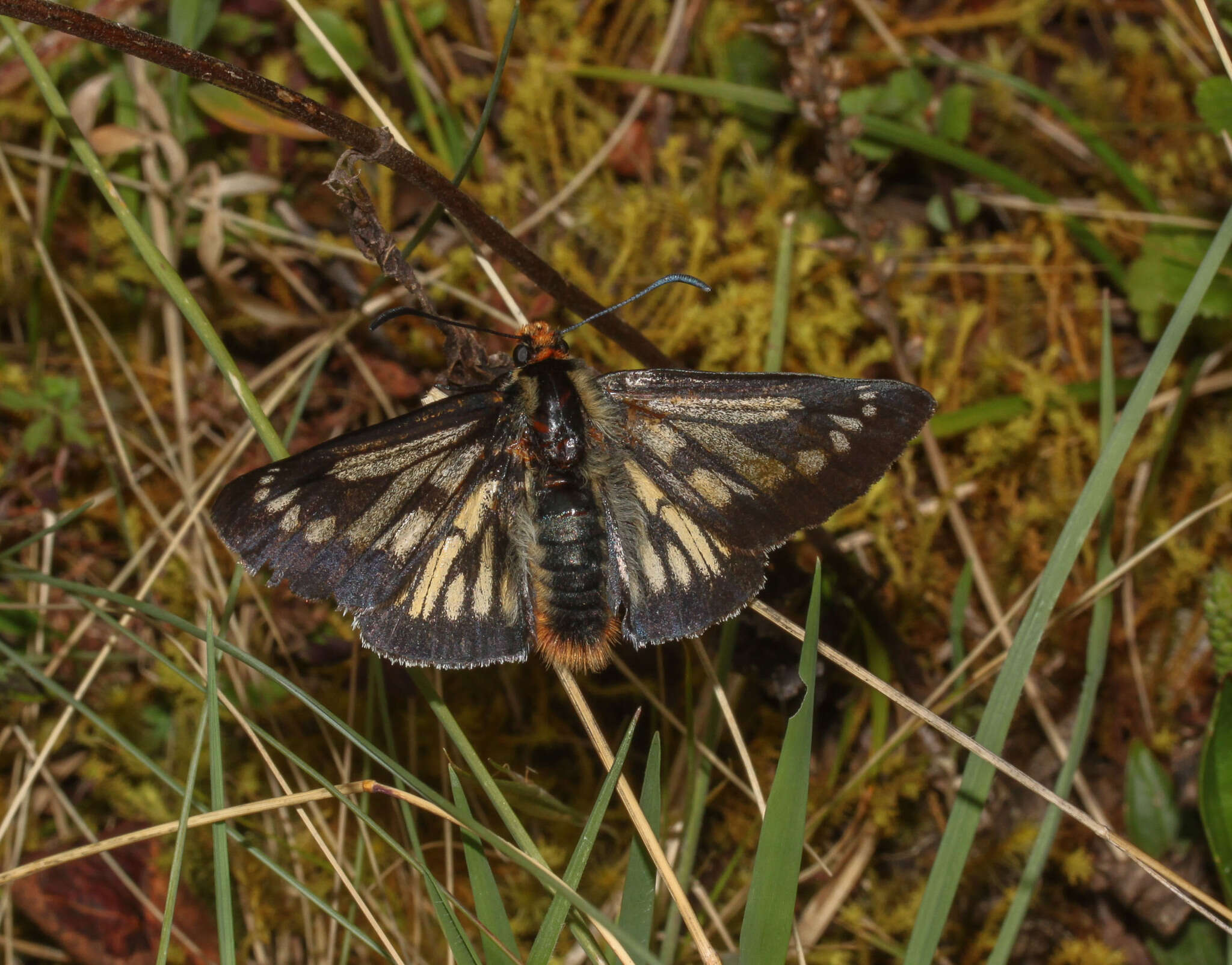 Image of Metardaris cosinga Hewitson 1874