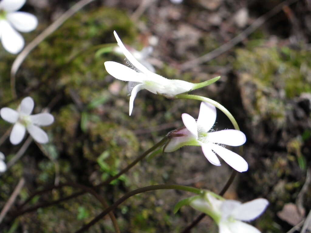 Image of Pinguicula parvifolia Robinson