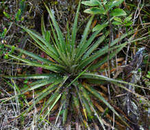 Image of Puya clava-herculis Mez & Sodiro