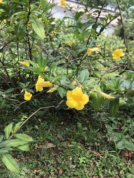 Image of bush allamanda