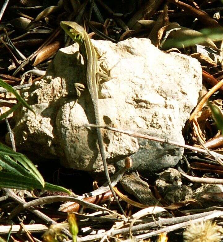 Imagem de Lacerta trilineata Bedriaga 1886