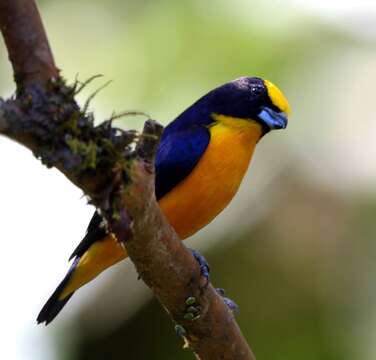 Euphonia laniirostris melanura Sclater & PL 1851的圖片