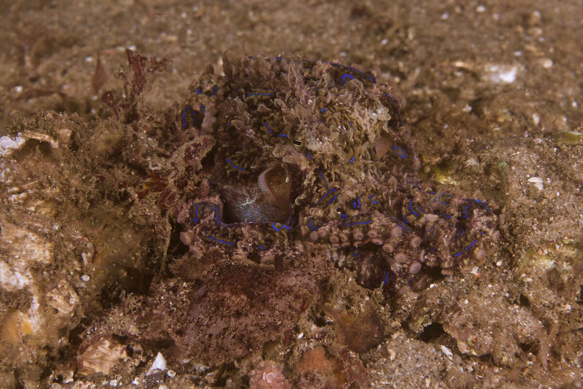Image of Blue-lined octopus