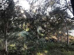 Image of Melaleuca cuticularis Labill.