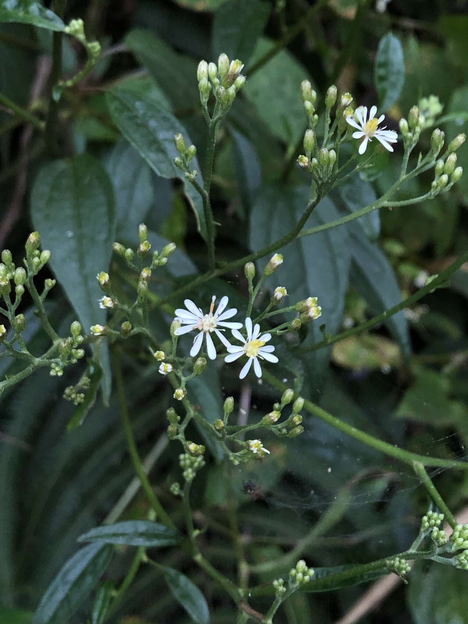 Image de Aster formosanus Hayata