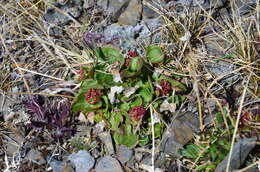 Image of Lapland Sorrel