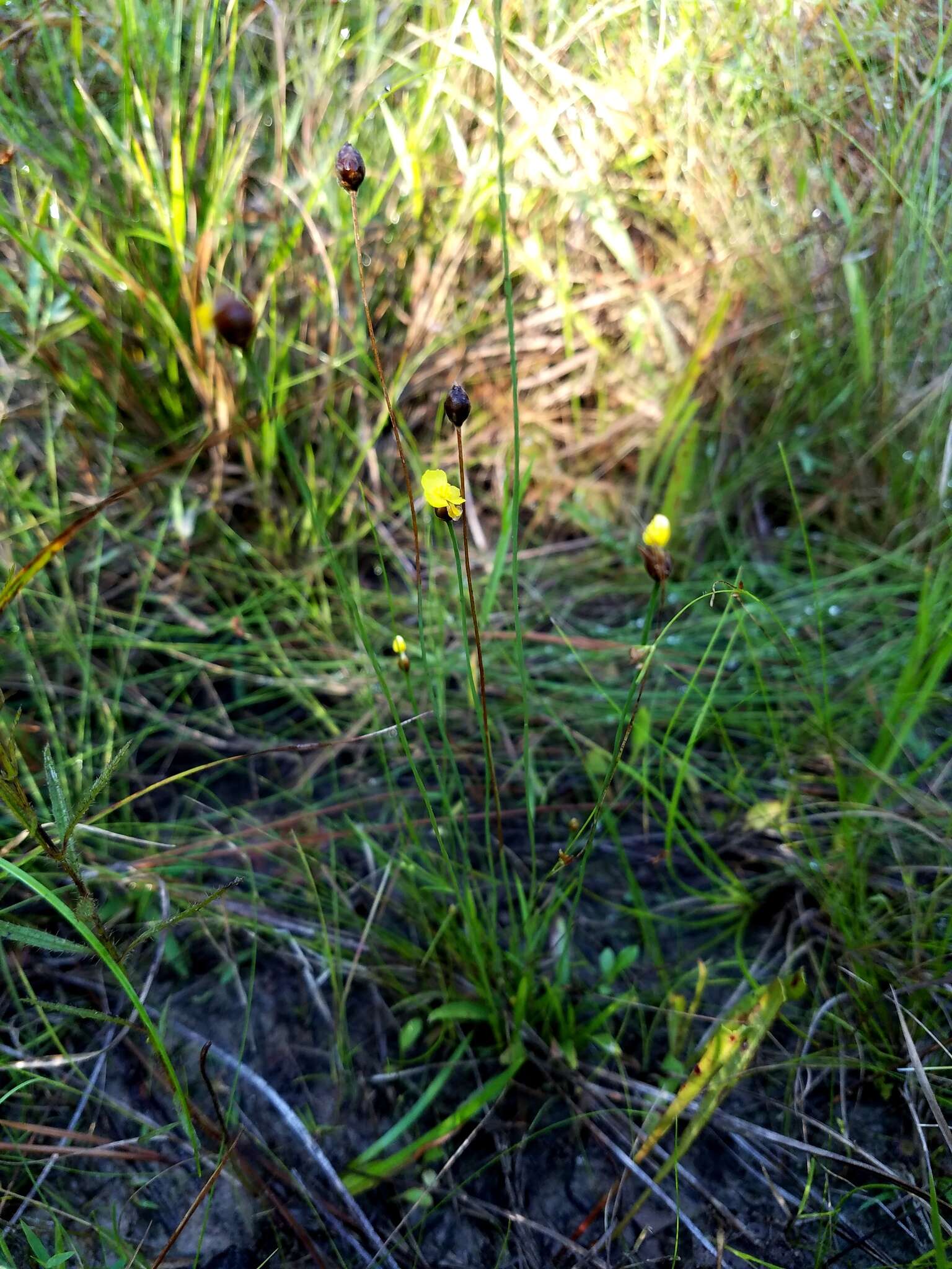 Image of Curtiss' yelloweyed grass