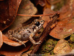 Image de Leptodactylus hylaedactylus