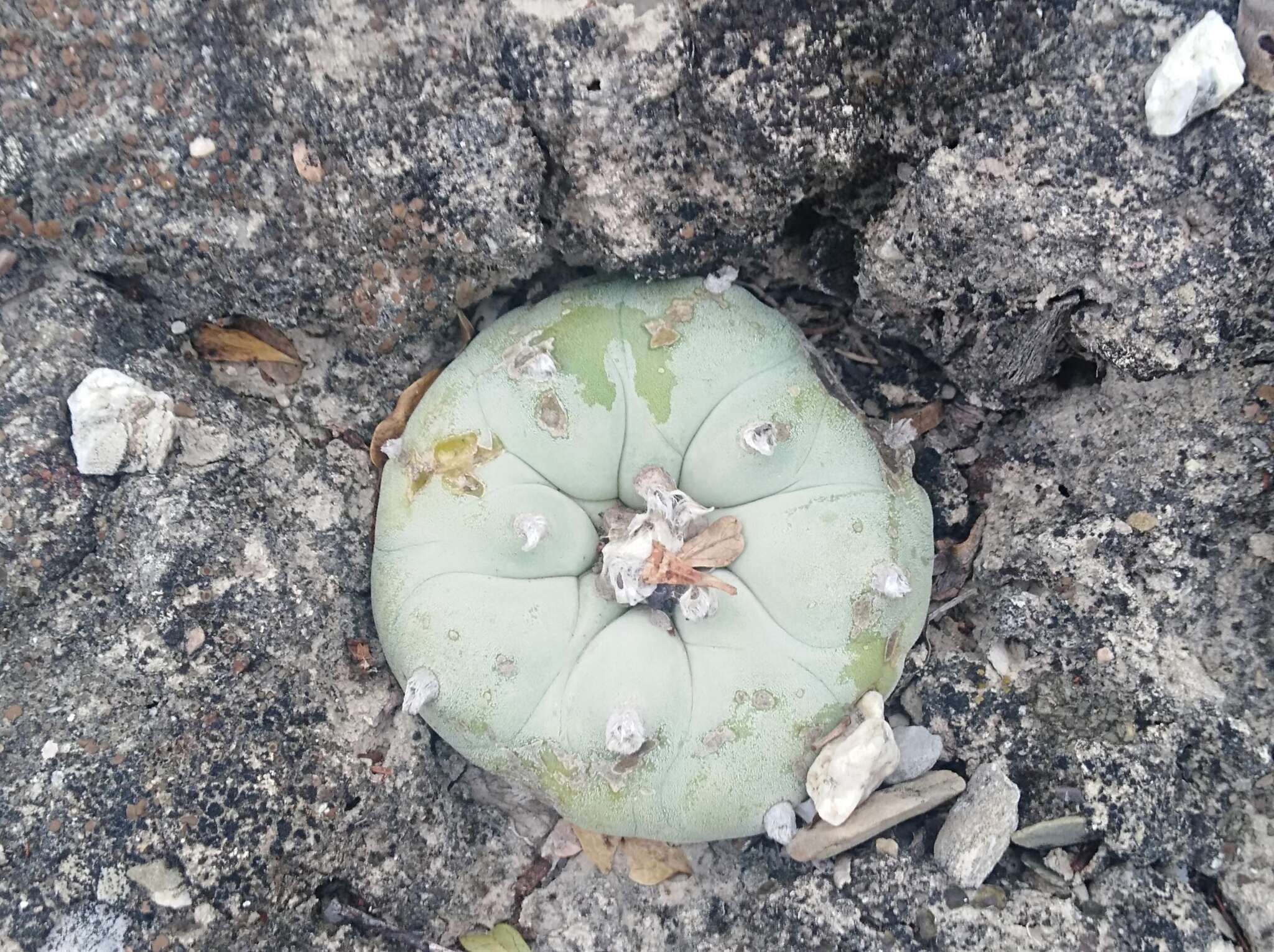 Image of Peyote