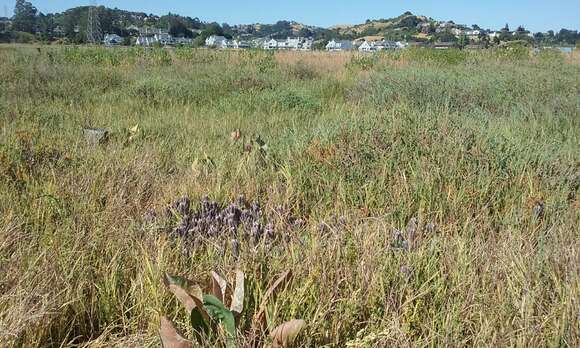 Image of Pt. Reyes bird's-beak