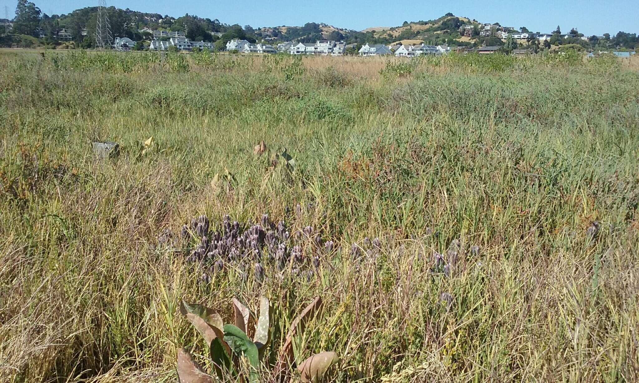 Image of Pt. Reyes bird's-beak