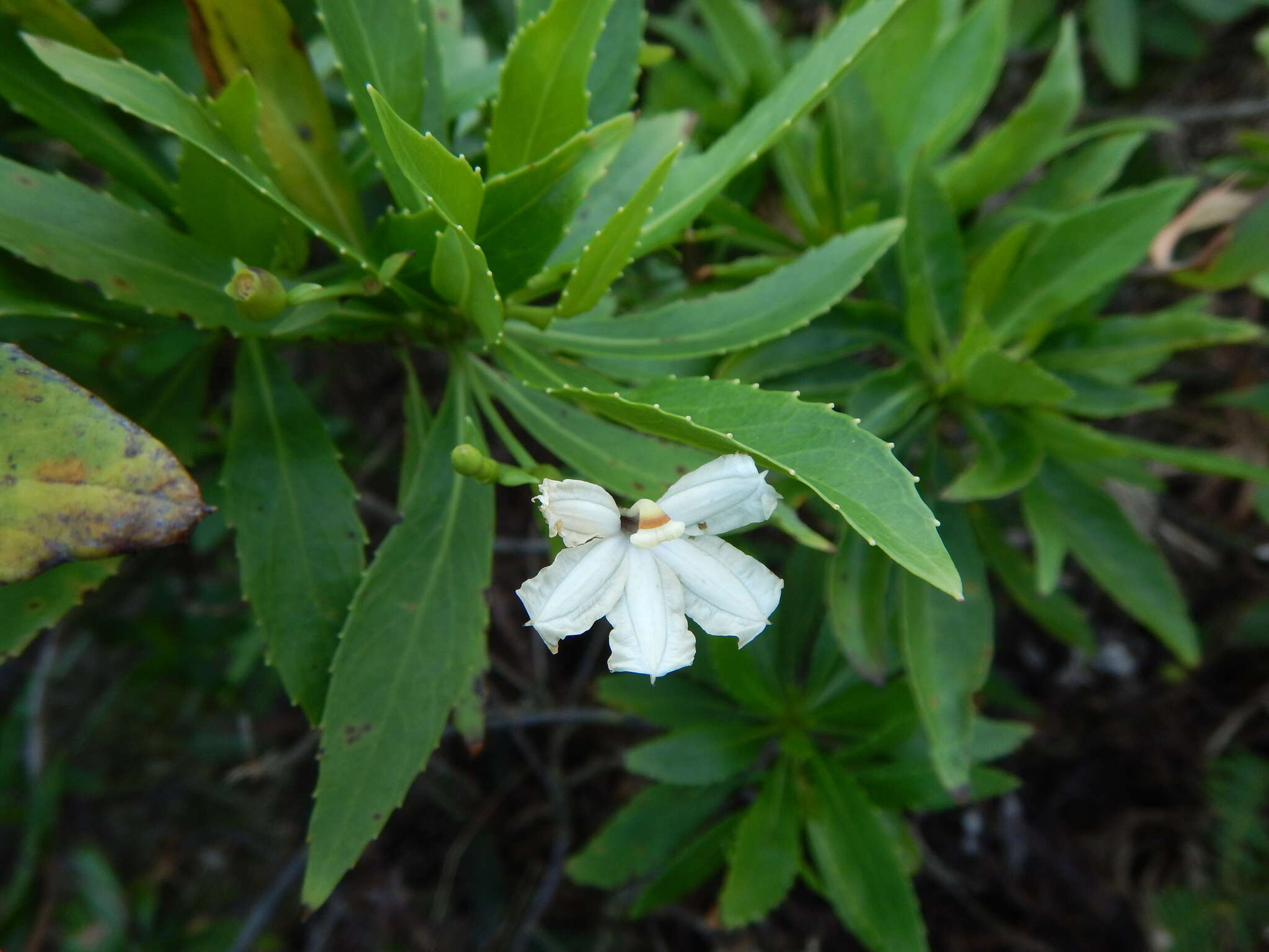 Imagem de Scaevola chamissoniana Gaud.