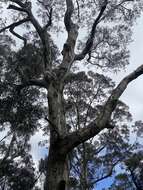 Image of mountain gray gum