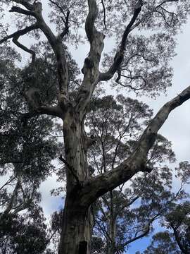 Image de Eucalyptus cypellocarpa L. A. S. Johnson