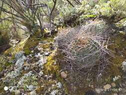 Echinopsis backebergii Werderm. resmi