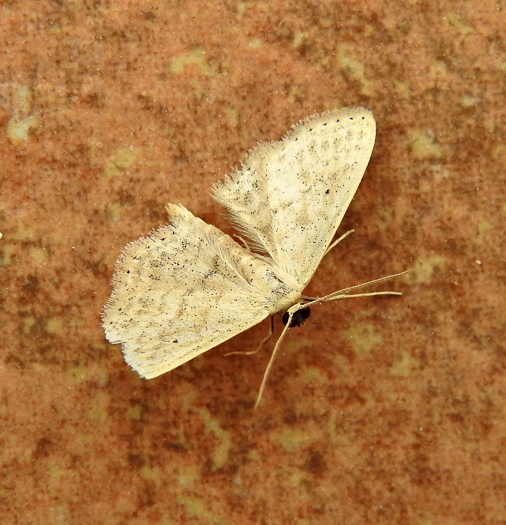 Image de Idaea elongaria Rambur 1833