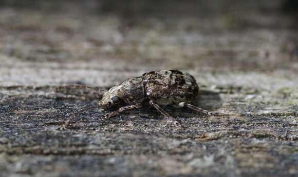 Cacephatus resmi