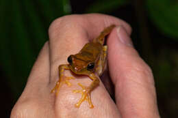Image of Masked tree frog