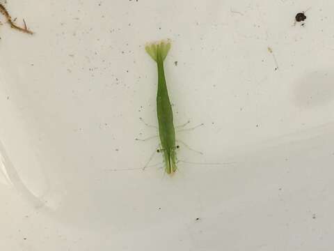 Image of California green shrimp