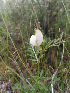 Image of smooth yellow vetch