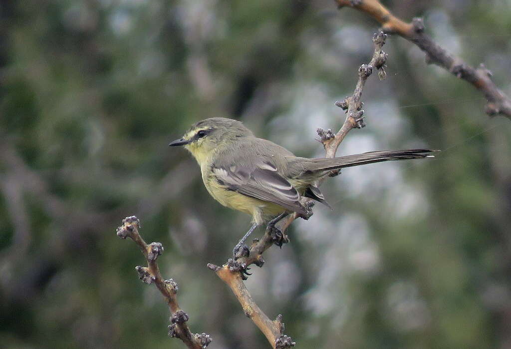 Image of Greater Wagtail-Tyrant