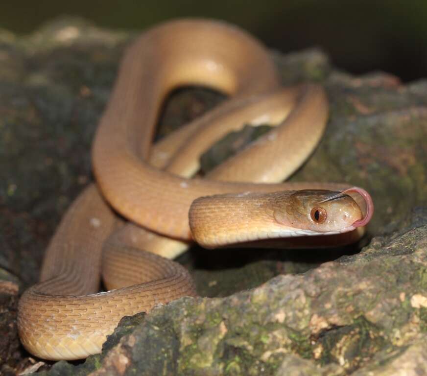 Image of Southern Brown Egg Eater