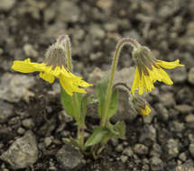 Image de Arnica griscomii subsp. frigida (Iljin) S. J. Wolf