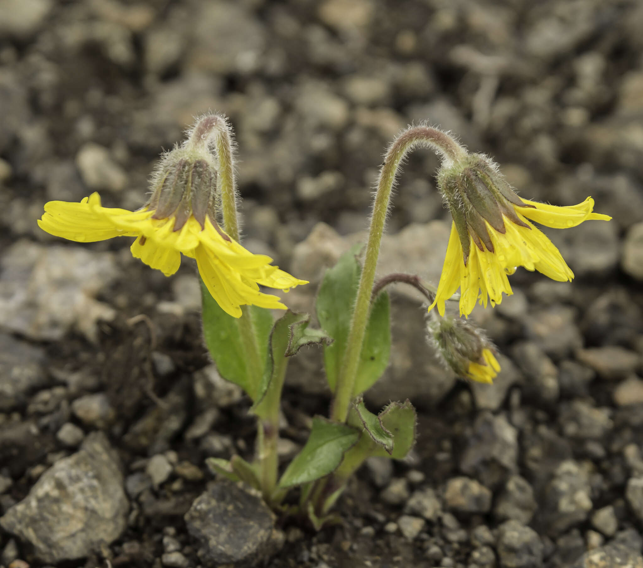 Image of snow arnica