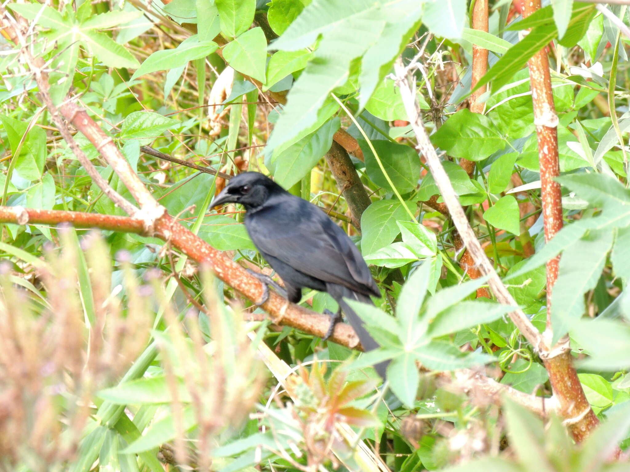 Image of Scrub Blackbird