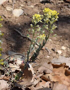 Image of Alyssum repens Baumg.