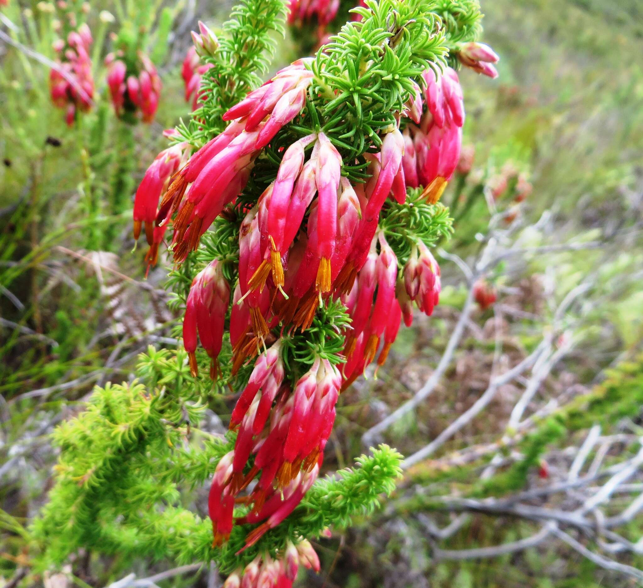 Image of Erica coccinea subsp. coccinea