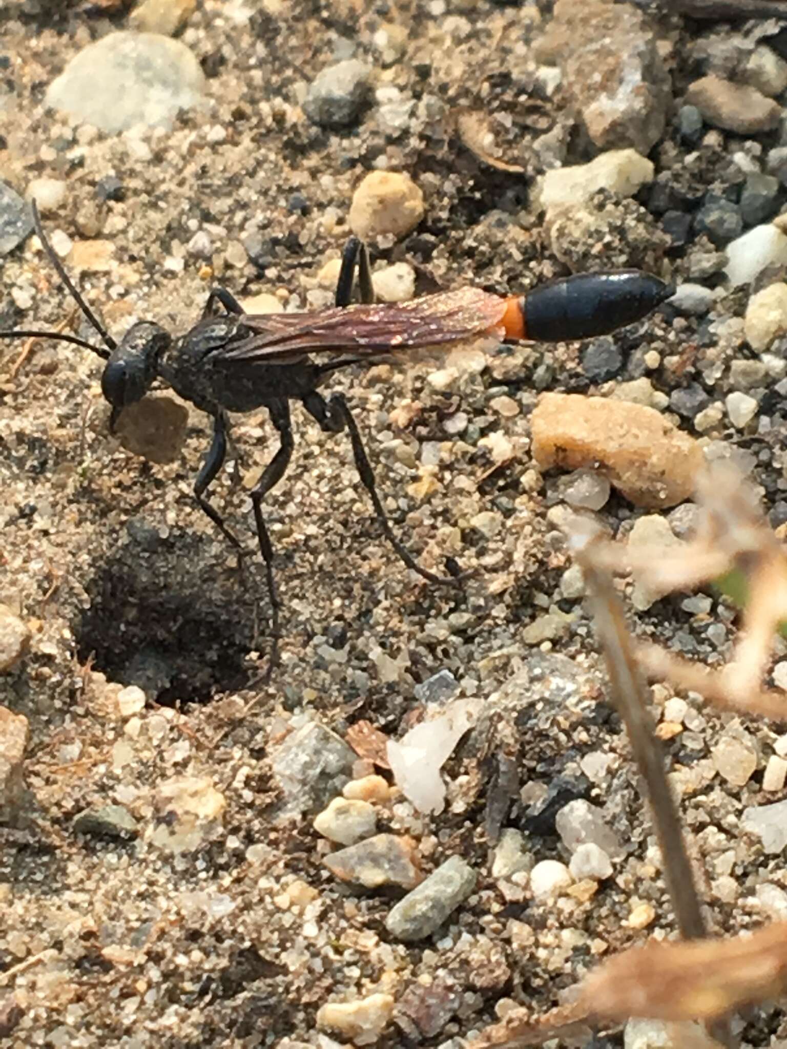 Image de Ammophila azteca Cameron 1888