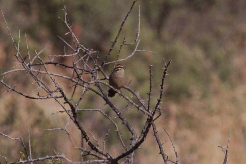 Image of Emberiza capensis cinnamomea (Lichtenstein & Mhk 1842)