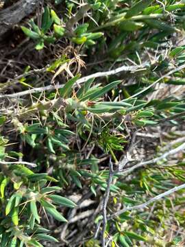 Image of Pachypodium bispinosum (L. fil.) A. DC.