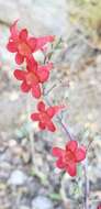 Слика од Penstemon alamosensis Pennell & Nisbet