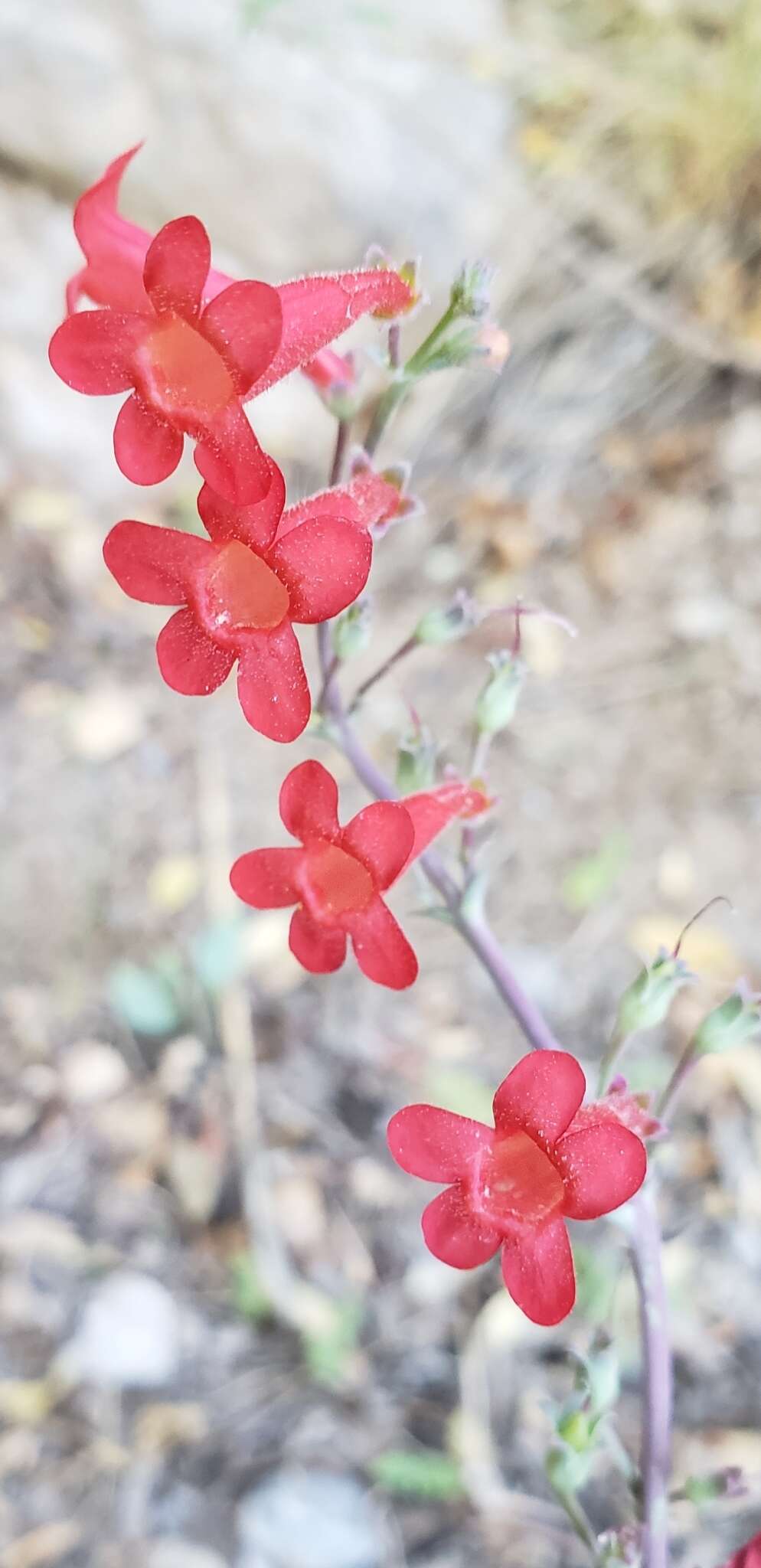 Слика од Penstemon alamosensis Pennell & Nisbet