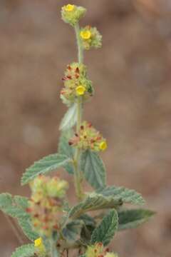 Image de Waltheria