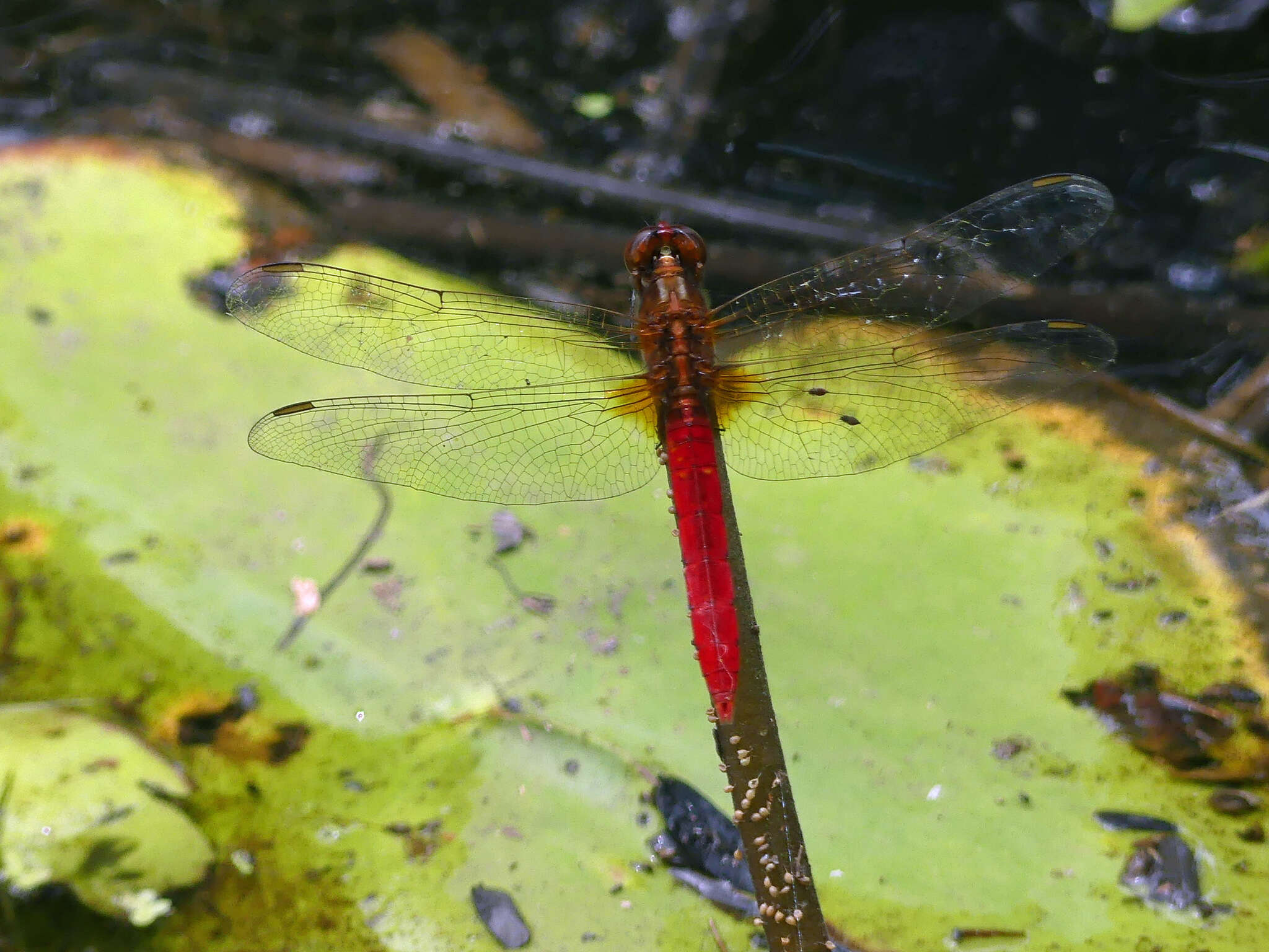 Imagem de Rhodothemis lieftincki Fraser 1954