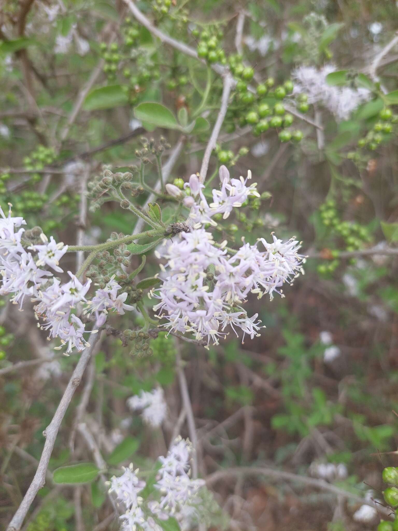 Image de Ehretia obtusifolia Hochst. ex DC.