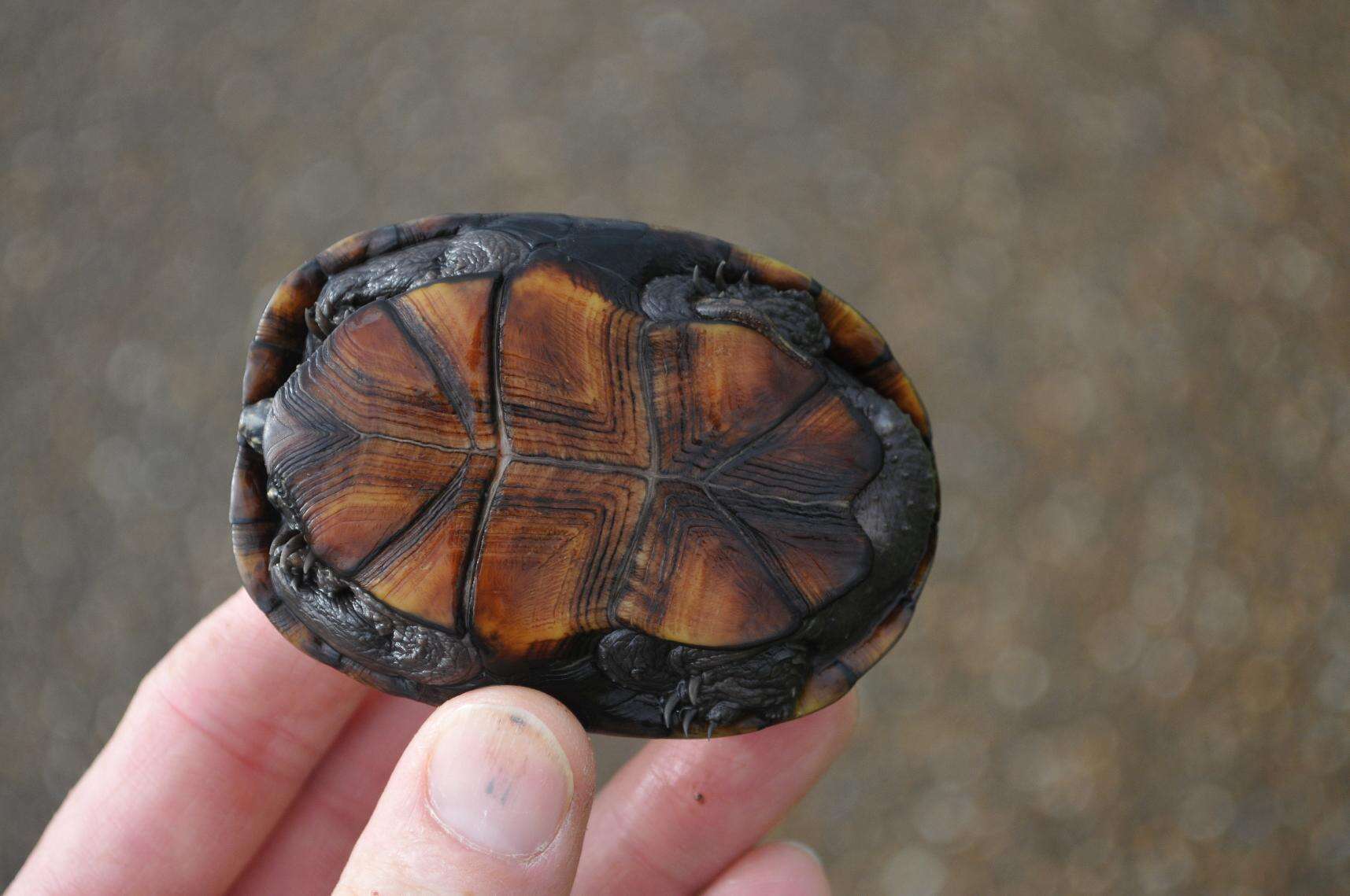 Image of Mississippi mud turtle