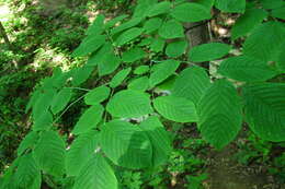 Image of yellowwood